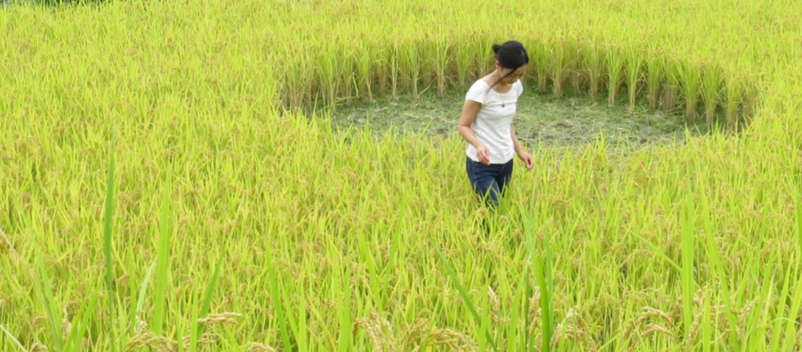 12 IvanJuarez___x-studio_inner_rice_field