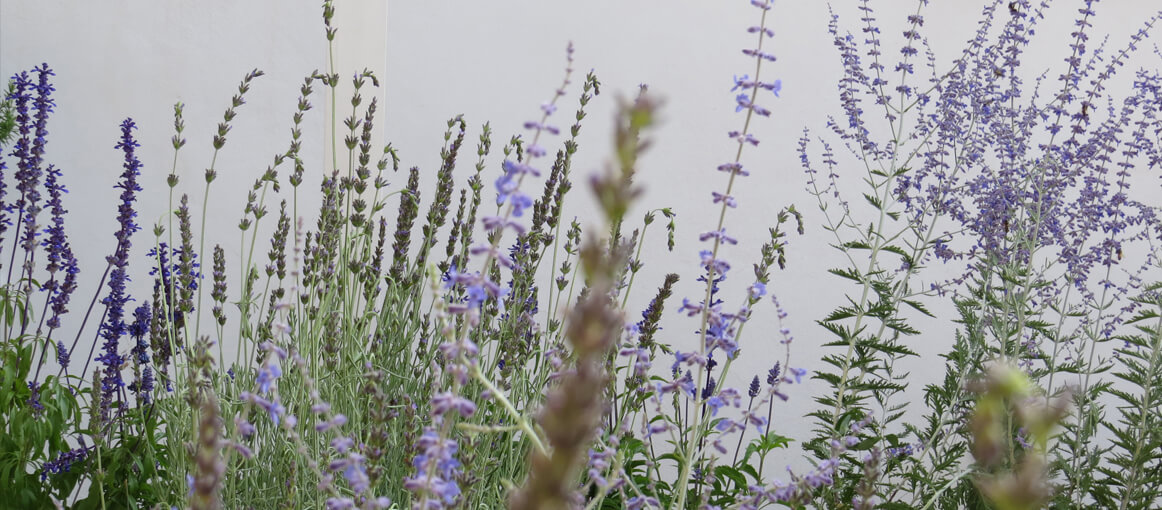 16 IvanJuarez_x-studio_Aromatic Graden