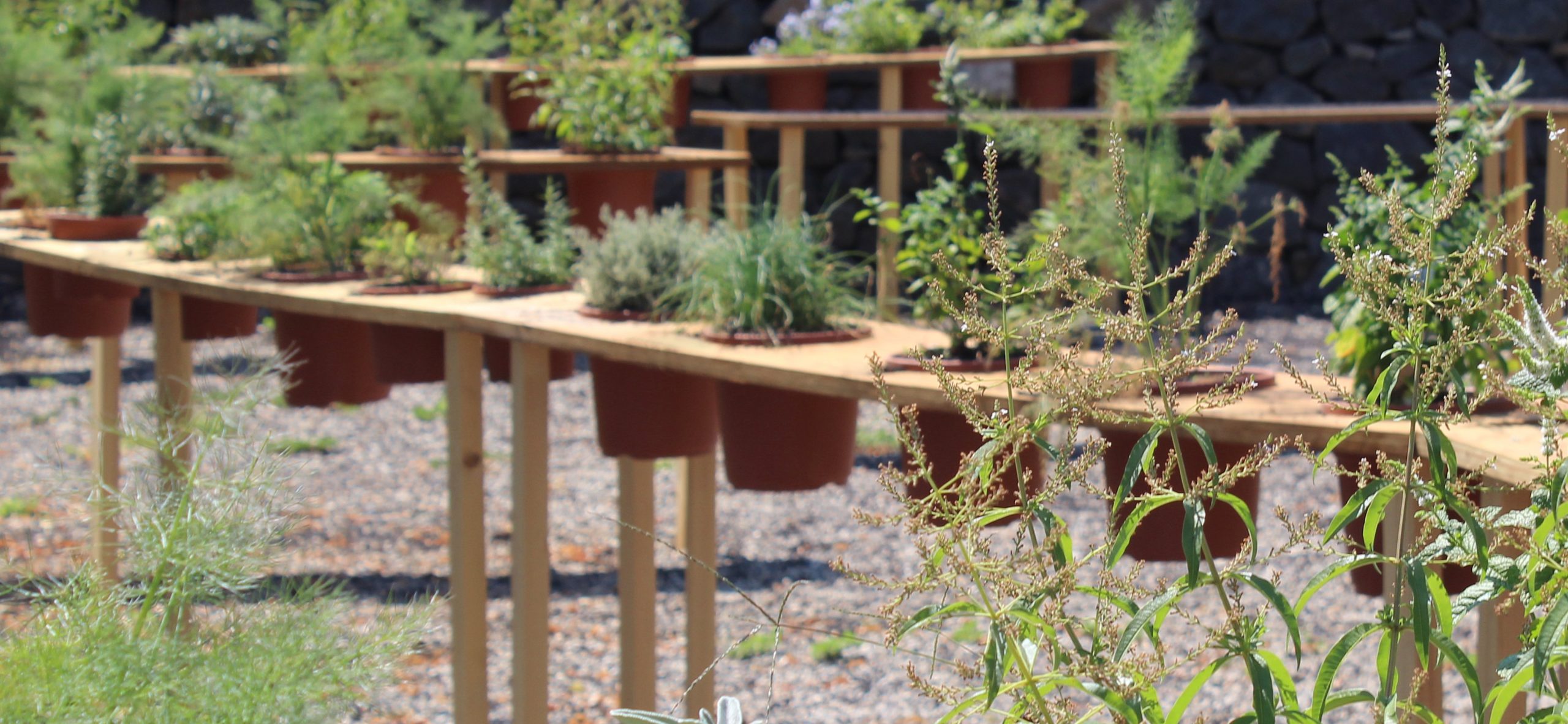 25 IvanJuarez_x-studio_aromatic garden